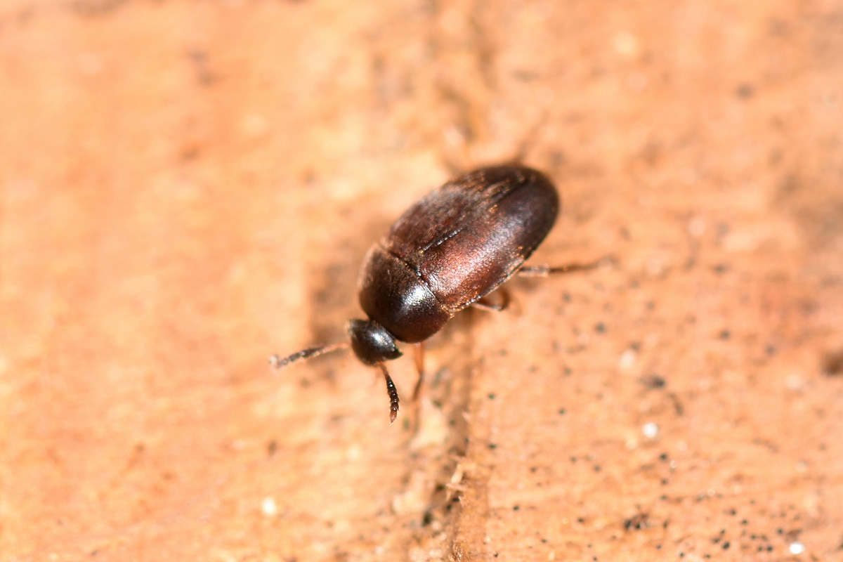 Leiodidae Cholevinae da id.